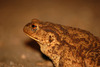 Common toad