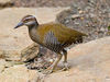 Guam Rail