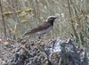 Pied Wheatear