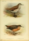 Tuamotu Sandpiper