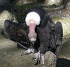 Andean Condor