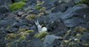 Antarctic Tern