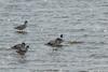 Avocet