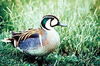 Baikal teal