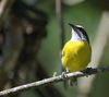 Bananaquit