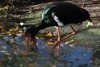 Black Stork