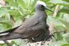 Black noddy