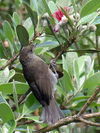 Blackcap