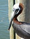 Brown Pelican