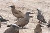 Brown noddy