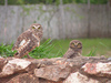 Burrowing Owl