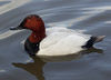 Canvasback