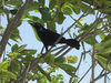 Carib Grackle