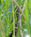 Corncrake