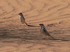 Desert Sparrow