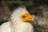 Egyptian Vulture