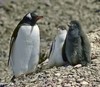 Gentoo Penguin