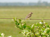 Grassland Yellow Finch