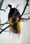 Greater Bird of Paradise