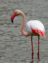 Greater Flamingo