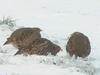 Grey Partridge