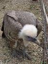 Griffon Vulture