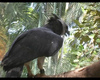 Harpy Eagle