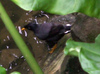 Jungle Myna