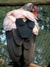 King Vulture