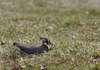 Lapwing