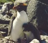 Macaroni Penguin