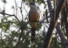 Mangrove Cuckoo