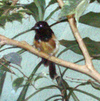 Montserrat Oriole