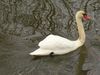 Mute Swan