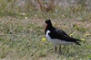 Oystercatcher