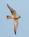 Peregrine Falcon