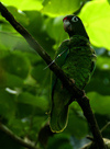 Puerto rican parrot