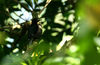Puerto rican woodpecker