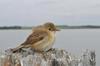 Reed Warbler