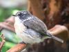 Reunion Stonechat