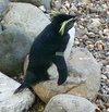 Rockhopper Penguin