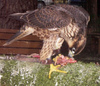 Saker Falcon