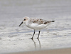 Sanderling