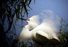 Snowy Egret