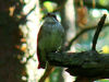 Spotted Flycatcher