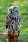 Ural Owl