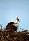 White Stork