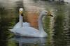 Whooper Swan