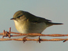 Willow Warbler