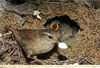 Winter Wren